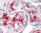 AIF1 / IBA1 Antibody (Internal)